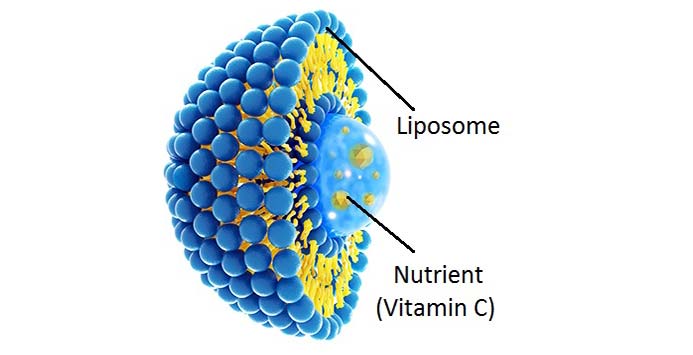 ساختار لیپوزوم