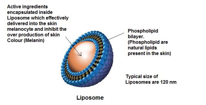 ساختار لیپوزوم